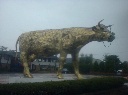 本物の何倍も大きい全身金色に塗られた牛のオブジェの写真