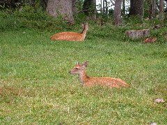 子鹿と母鹿がそれぞれの見えない部分を補う形で見張りをしている写真