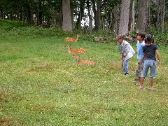 子供達三人で親子鹿三頭に接近していき、三対三の面白い駆け引きをしている写真