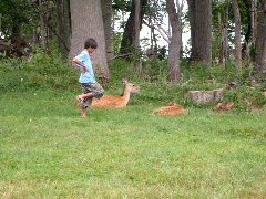 母鹿の横を通り末っ子鹿に接近しようとする子供達を一瞥している母鹿の写真