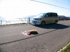 知床半島羅臼側の海岸を通るきれいな舗装道路上で車に轢かれて血を流して死んでいる雌のエゾシカの写真
