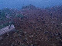 赤岩展望台の上から見た海鳥繁殖地の半数ほどウトウが残っている写真