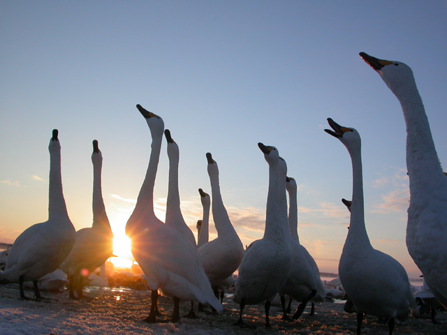 2005年元旦のクッチャロ湖湖畔で夕焼け空を全員揃って真っすぐ見上げる白鳥達の写真