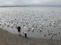 湖面一面に広がる渡り鳥の群れの写真