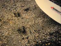 岸辺に転々と続く新しい蝦夷鹿の足跡の写真