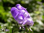 猛毒を持ったトリカブトの花の写真