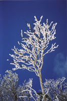 樹氷が発達して雪のオブジェとなった木々の写真