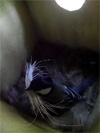 巣箱の中に動物の毛を運び込むシジュウカラの写真