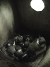 大きく育った雛達が巣に入りきれずにはみ出しているシジュウカラの巣箱の写真