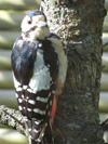 シジュウカラの巣箱手前の木にとまっているアカゲラの写真