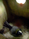 巣箱の中で卵を温める母鳥の写真