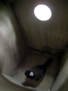 巣箱に入ってカメラを見つめるシジュウカラの写真