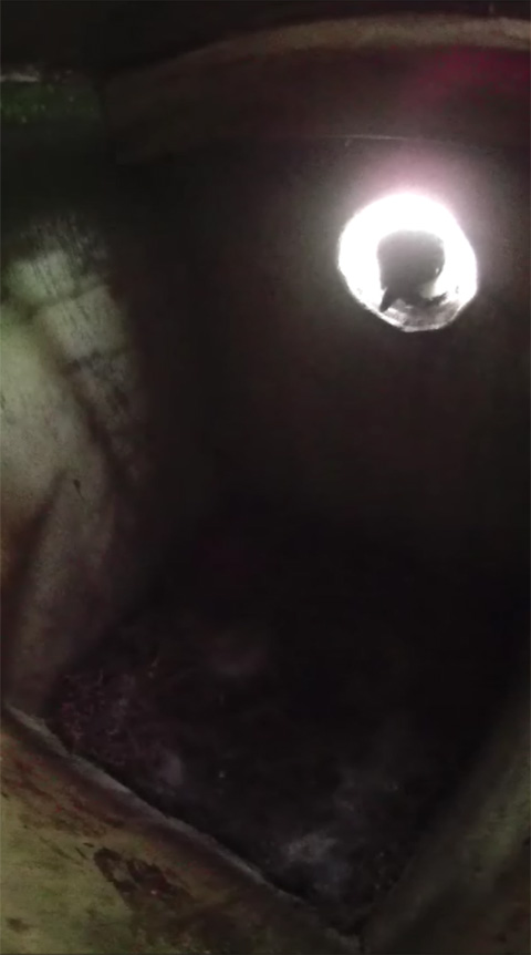 巣穴に顔を突っ込んで中を覗きこむシジュウカラの写真