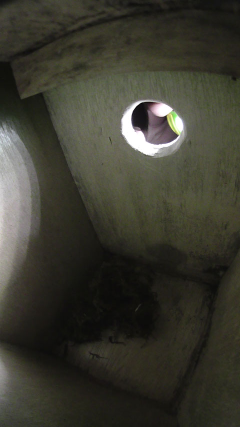 巣箱の入り口から内部をライトで照らして撮影しているテスト写真