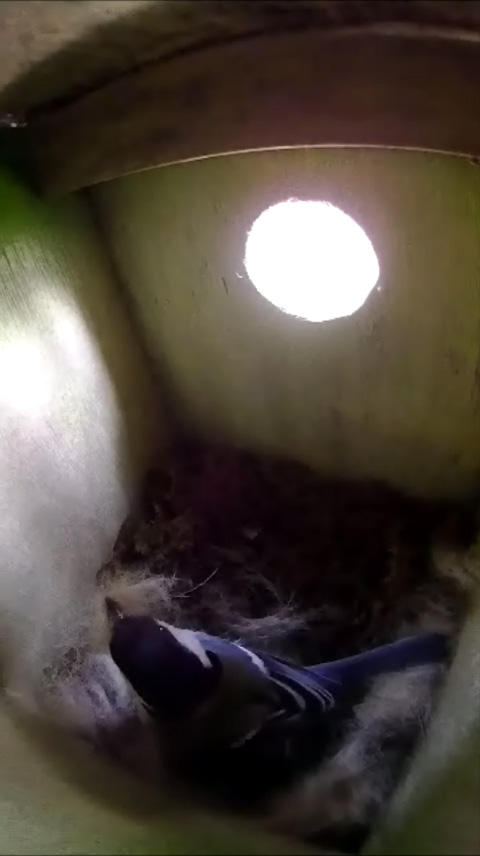 運び込んだ巣材を足で掻き均して巣の下地を作っているシジュウカラの写真