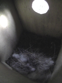 巣材の隙間から卵が二つ見えている写真