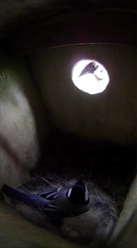 巣箱を覗きこむスズメと睨み合うシジュウカラの写真
