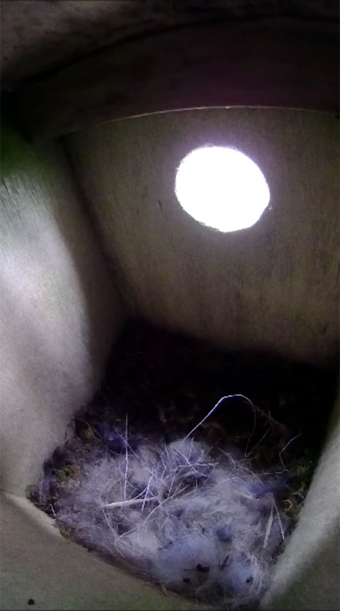 親鳥が留守中は巣材で覆われて中が見えないシジュウカラの巣の写真