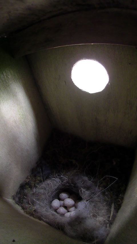 中に卵が見えているシジュウカラの巣の写真