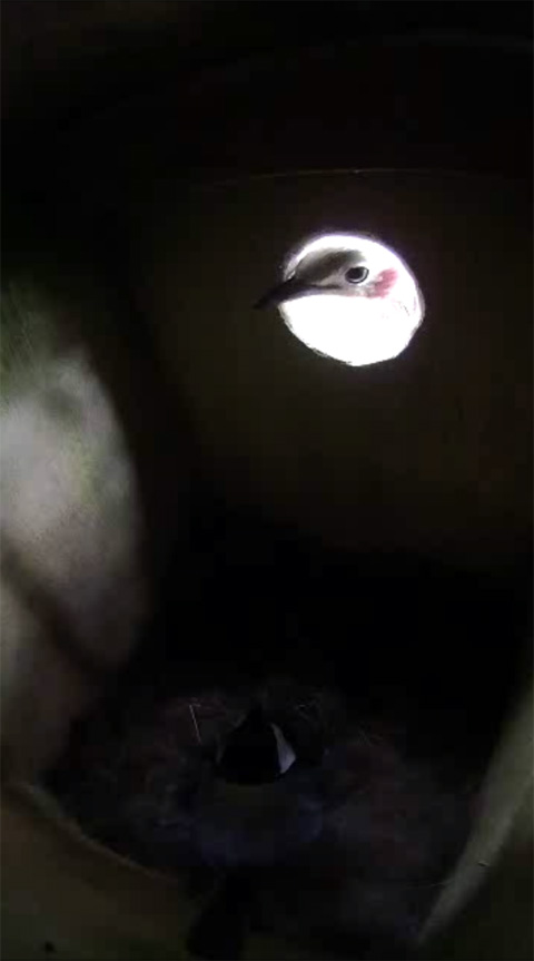 巣箱に首を突っ込んできたコムクドリと睨み合うシジュウカラの写真