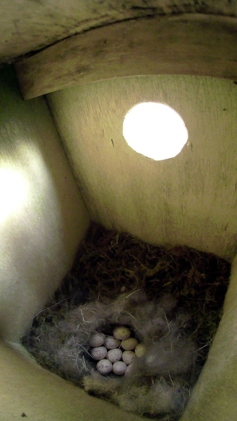 11個の卵が入っているシジュウカラの巣の写真