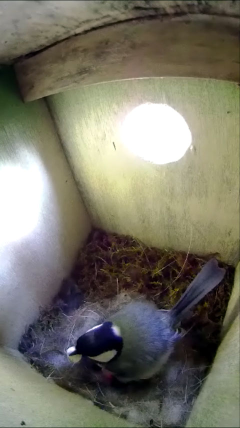 雛が生まれた後の卵の殻を食べている母鳥の写真