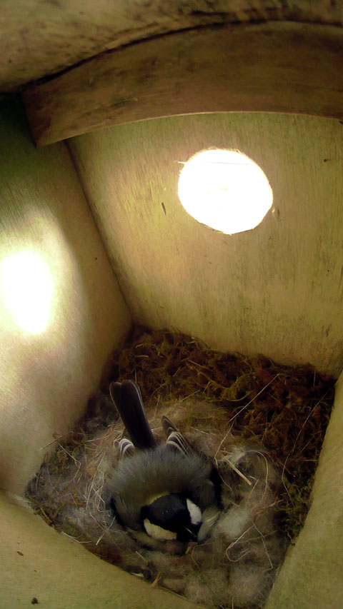 巣からはみ出して母鳥と顔を並べて眠る雛の写真