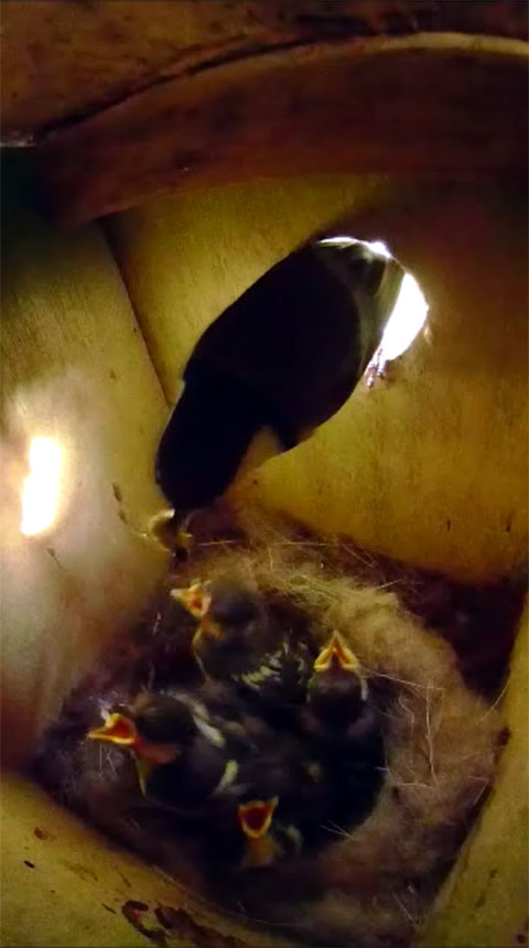 親鳥が餌を持ち帰り巣の入り口から中に飛び込む瞬間の写真