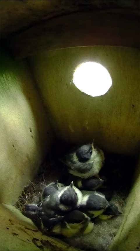 巣の中央に小さく固まって親鳥の帰りを待っている雛達