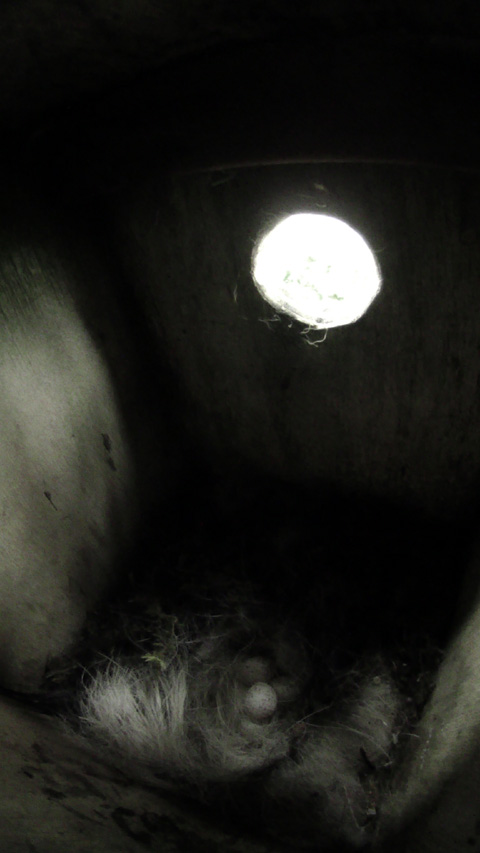 巣材の隙間から卵が三個見えている留守中のシジュウカラの巣の写真