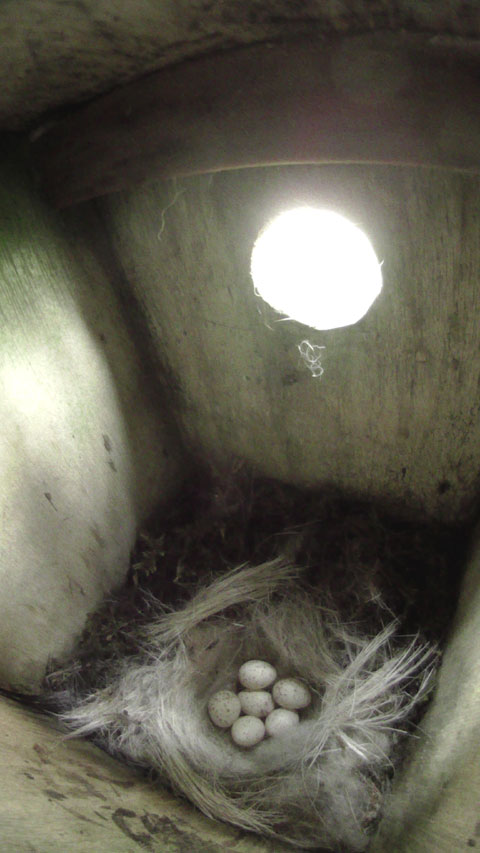 抱卵開始によって巣材が広げられていて卵が6個確認できる母鳥留守中のシジュウカラの巣の写真