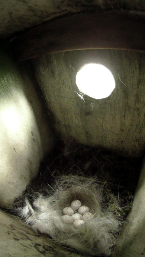 母鳥外出中で卵が七個確認できるシジュウカラの巣の写真