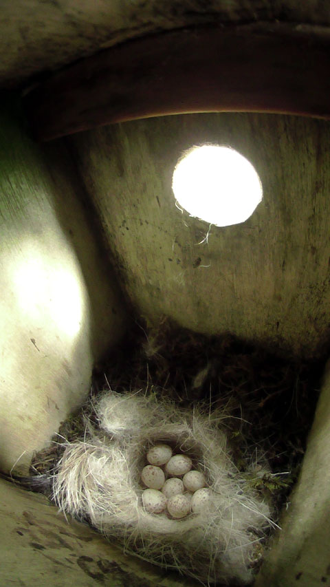卵が八個確認できる母鳥留守中のシジュウカラの巣の写真