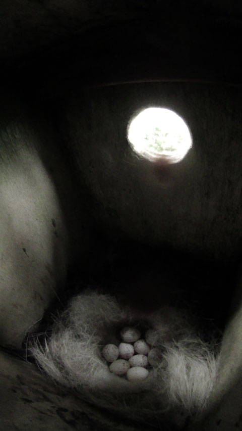 九個の卵が確認できる母鳥留守中のシジュウカラの巣の写真