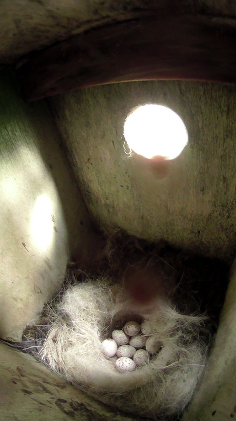 卵九個確認できる母鳥留守中の巣箱内の写真
