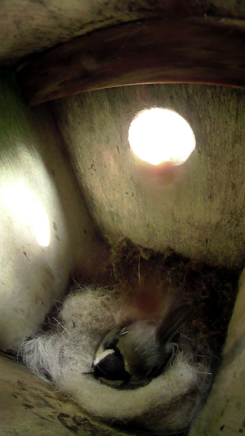 丸い巣にはまり込むようにして卵を温めているシジュウカラの母鳥の写真