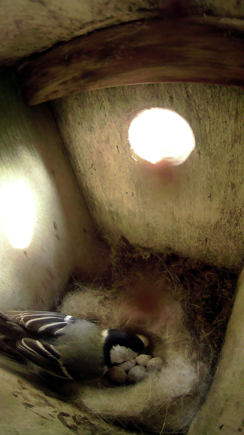 外出から帰ってすぐ卵に顔を近付けて様子を確かめているシジュウカラの母鳥の写真