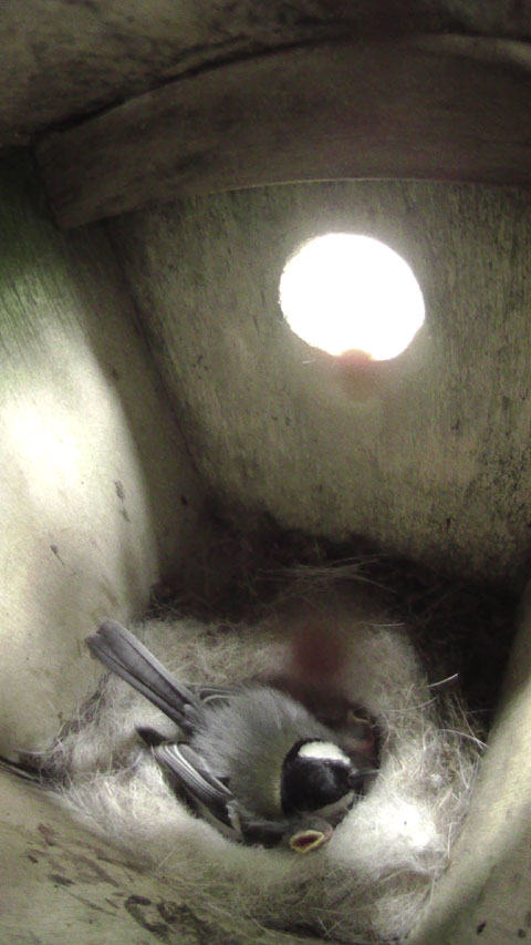 巣から顔を出している雛と顔を並べるようにして雛を温めている母鳥の写真
