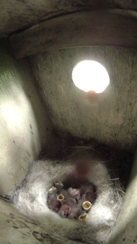 何かの音に反応して雛達が時々騒ぎ出す母鳥留守中の巣の写真