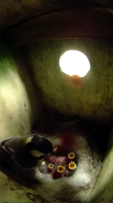 親鳥に向けて雛達が一斉に口を開いている写真、大きい雛の口は納豆粒くらい、小さい雛の口は米粒くらいの大きさしかない