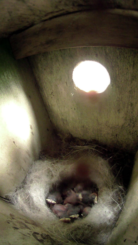 順調に雛が育っている母鳥留守中のシジュウカラの巣の写真