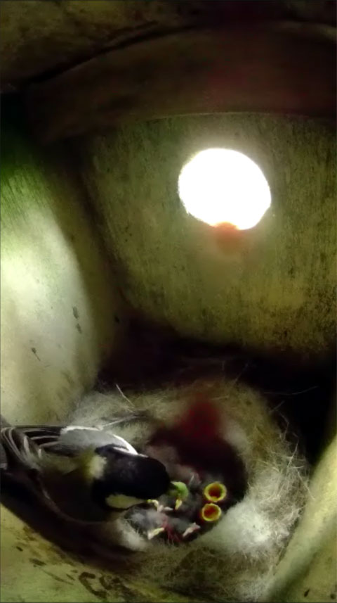 小さな青虫を雛に食べさせているシジュウカラの母鳥の写真