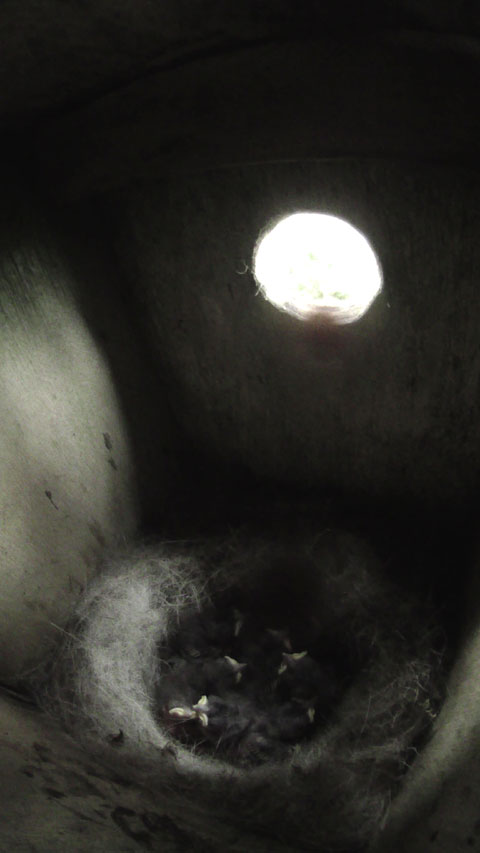 雛達が身を寄せ合って親鳥の帰りを待っている親鳥留守中のシジュウカラの巣の写真