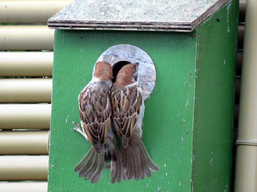 二羽で競い合って巣箱に取り付いて中を覗いている小雀の写真