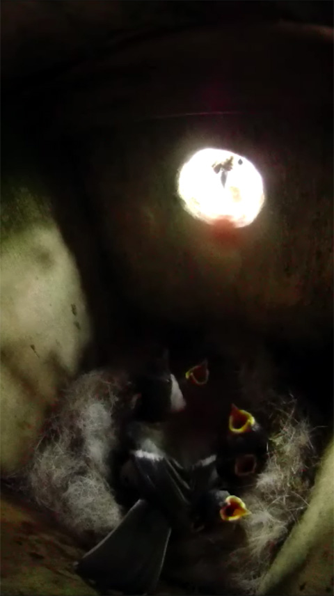 巣箱の中からスズメを威嚇しているシジュウカラの母鳥の写真