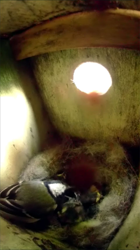 巣の中で寝ている雛達に顔を近付けてじっくり観察しているシジュウカラの母鳥の写真