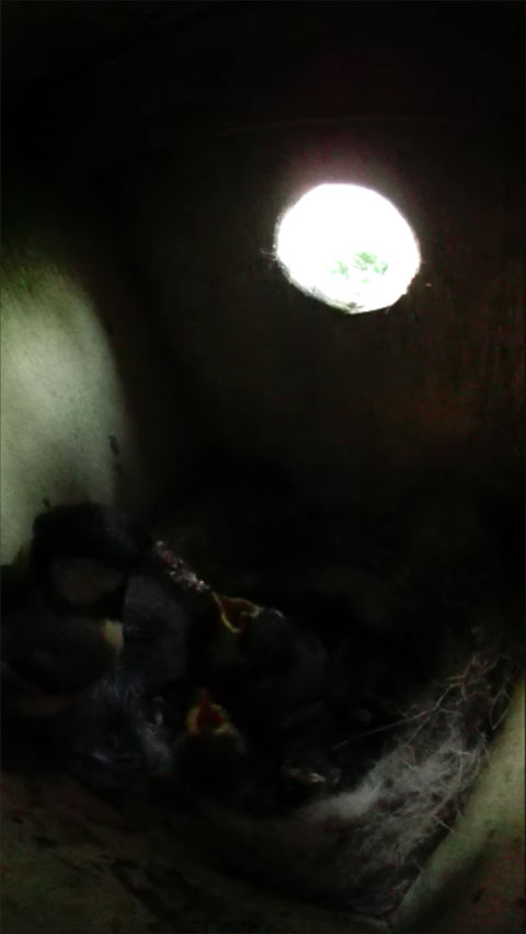 日が沈み暗い巣箱で雛に給餌する母鳥の写真
