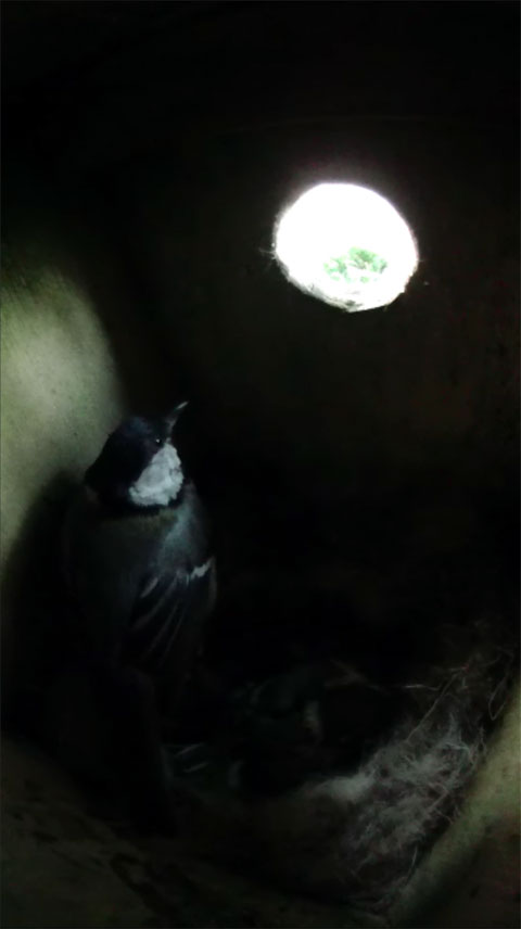 雛達の就寝準備を終えて巣穴から外の様子を見ている母鳥の写真