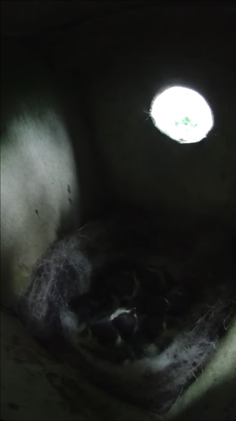 巣穴を見上げて親鳥の乖離を待つ雛の写真