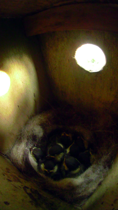 巣の中で身を寄せ合って親鳥を待つ９羽の雛達の写真